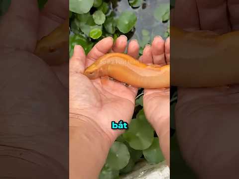 Sinh Vật Bí Ẩn Dưới Lớp Rêu ? thumbnail
