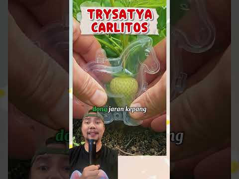 Strawberry Kuda KAWAII!!? #comedy #funny #strawberry #fresh #shorts thumbnail