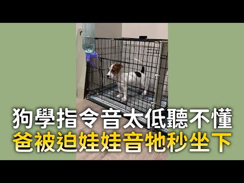 狗學指令音太低聽不懂　爸被迫娃娃音牠秒坐下｜#寵物雲 thumbnail