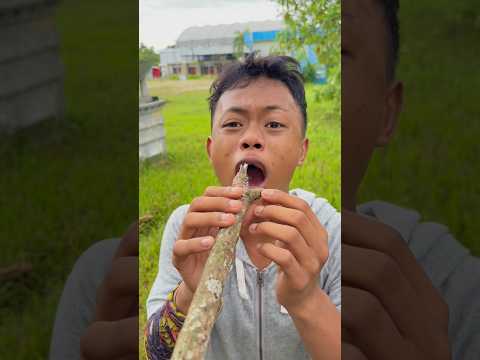 minta bagi yupi buah buahan baling baling ehh malah di curi thumbnail