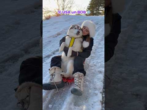 5 COSE da FARE se hai un SIBERIAN HUSKY 😍🐺🛷 #husky #siberianhusky #dog #cane #cani thumbnail