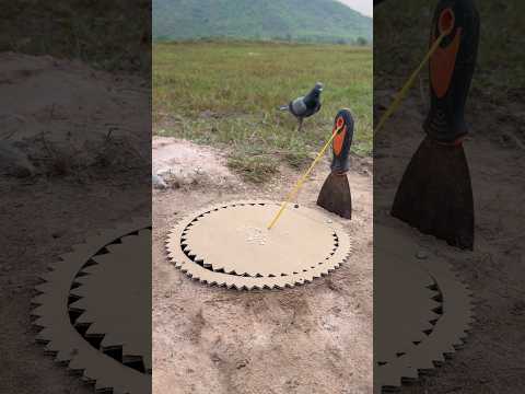 Unique DIY Pigeon Trap Using Paper and Hole #youtubeshorts thumbnail