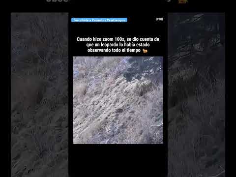 La vista del leopardo sorprendió a este fotógrafo #shorts #leopard #aura #animales #increible thumbnail