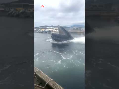 Enorme walvis zwemt in een kleine haven in Alaska. #jeugdjournaal #walvis #alaska #wow thumbnail