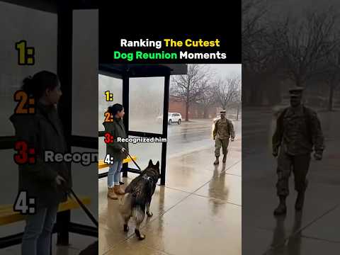 Ranking The Cutest Dog Reunion Moments #dog thumbnail