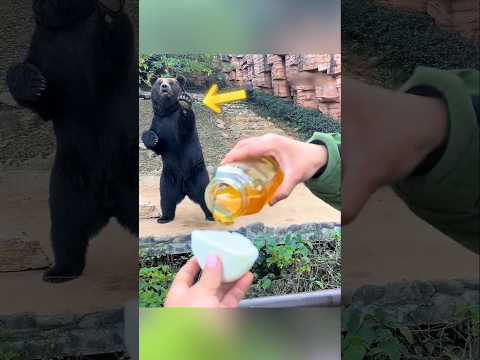கரடிக்கு இந்த Honey bun கிடைக்குமா? thumbnail