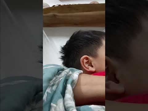 Dứa tình cảm lắm luôn ấy #shorts #caulongbocondua thumbnail