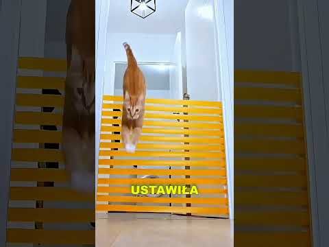 Skok tego kota jest niesamowity! thumbnail
