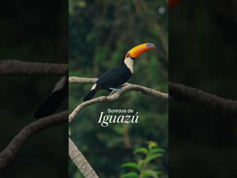 Descubre la vida salvaje escondida en la naturaleza - Sonidos de Iguazú 🇦🇷🇧🇷 thumbnail