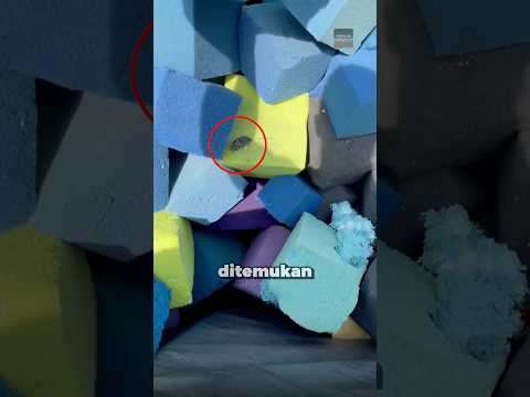 Kolam Busa Ternyata Rumah Hewan Liar ? #shorts #viral #faktamenarik thumbnail