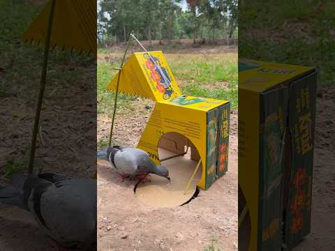 Unique Creative Pigeon Trap #youtubeshorts thumbnail