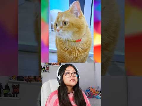 GATITO TRISTE BUSCA A SU MEJOR AMIGO @mokomaru_10 #curiosidades #humor thumbnail