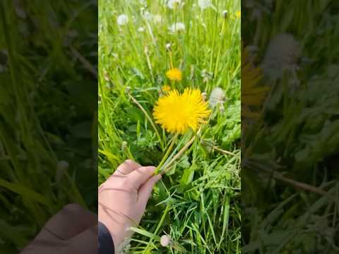 When Your Garden Is Filled With Dandelions, Try This! thumbnail