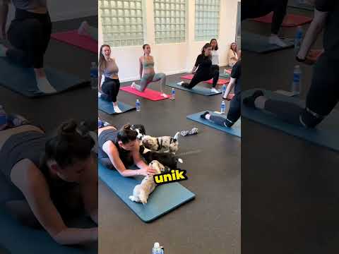 Kelas Yoga Ini Bikin Ketagihan🥰#shorts thumbnail
