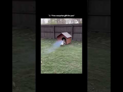 Oh My God😱Wait For End😳Duck got Revenge🤣 #animals #funny #fight #gameplay thumbnail