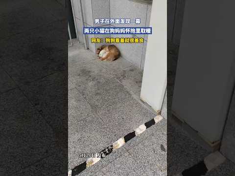 🇨🇳 男子偶遇温馨一幕：两只小猫在狗妈妈怀里取暖 🇬🇧 Puppies and Kittens Warm Up Together in Dog Mother's Embrace thumbnail