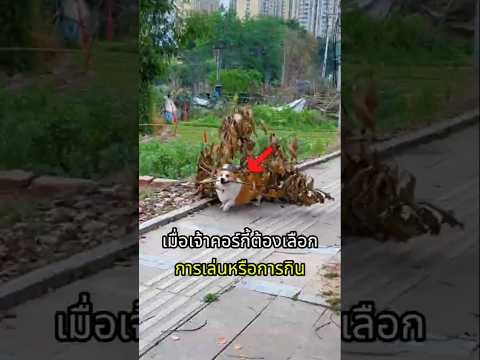 สุนัขคอร์กี้ยอมทิ้งของเล่นเมื่อเจอสิ่งนี้ thumbnail