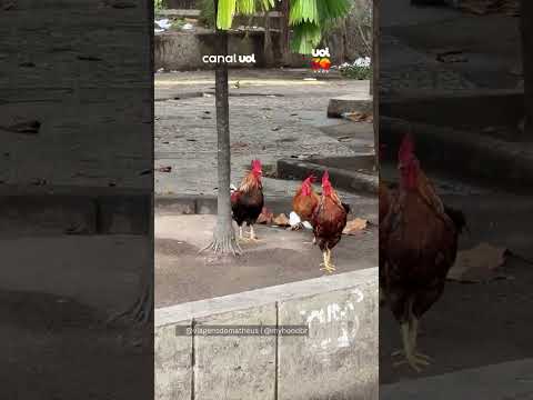 Passageiro flagra galos próximos à estação de metrô no Rio de Janeiro thumbnail