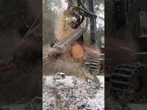 This machine cuts trees like butter 😱🌲 #forest #harvester #johndeere #wood #wood #machine #snow thumbnail