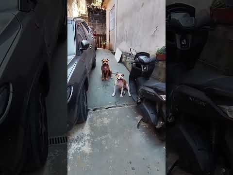 E seu pitbull, respeita os limites? #shorts #shortsfeed #cães #cachorros #pets #adestramento #dogs thumbnail