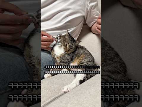 관리 받는 고양이 thumbnail