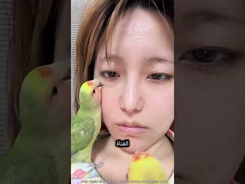 ببغاءان توليا وظيفة الطبيب 😍🦜 thumbnail