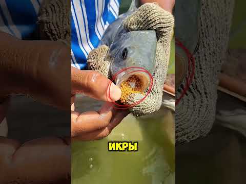 Эта рыба хранит своих детёнышей во рту! thumbnail
