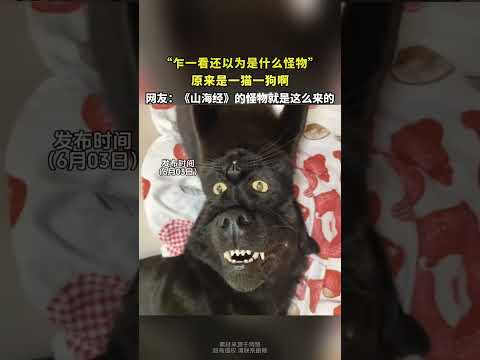“乍一看还以为是什么怪物”，原来是一猫一狗啊 thumbnail