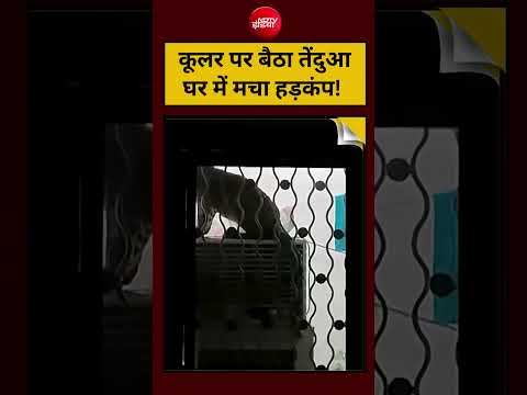 Viral Video: कूलर पर बैठा तेंदुआ, घर में मचा हड़कंप #shorts #ytshorts #viral #viralvideo #shortsfeed thumbnail