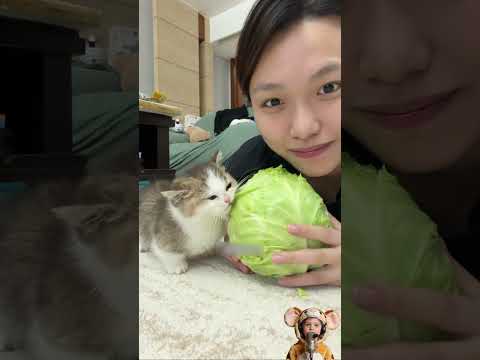 Cats MUST NOT eat veggies and corn!!! ???Otherwise... #cat #petsunited #pets #anmals #funny#shorts thumbnail