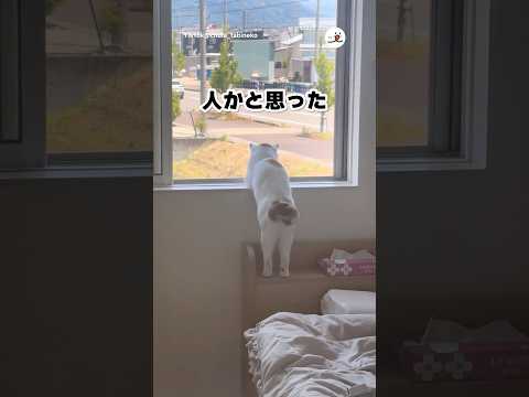 黄昏れる猫｜PECO thumbnail