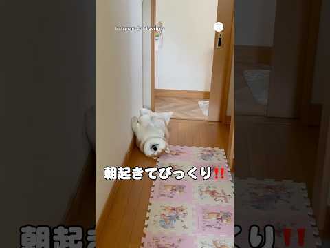 朝起きてびっくり‼️廊下でへそ天して寝てる柴犬　　#柴犬　#犬　#犬のいる生活 #かわいい犬 #面白い thumbnail