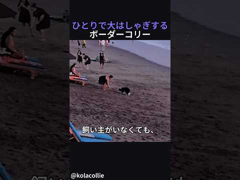 ひとりで大はしゃぎするボーダーコリー thumbnail