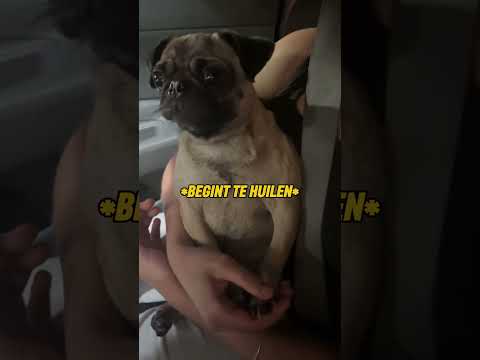 Wanneer de hond beseft dat er geen ijsbekertje voor hem is 😭🐶 thumbnail