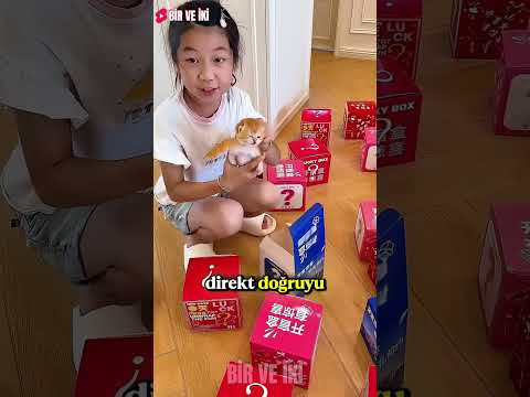 Kutuların İçine Saklanan Gizemli Yavru Kediler! 😱🐱 thumbnail