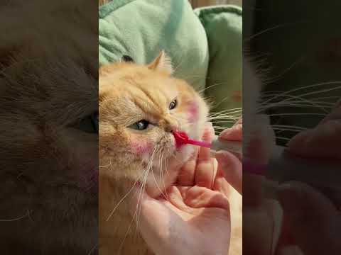 Do makeup for #exlittlebeans. #funnyvideo #funnycats thumbnail