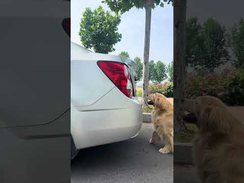 Divine Dog Strikes out#Top trending#Cute Pet Debut Plan #Dogs are man s most loyal friends thumbnail
