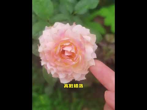 切叶蜂：只想给孩子一个家罢了 素材来源：西葫芦请离我远一点#切叶蜂 #神奇动物 #大自然 #万万没想到 #离谱 thumbnail