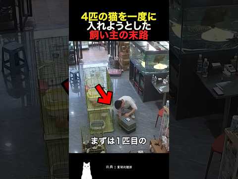 4匹の猫を一度に入れようとした飼い主の末路 thumbnail
