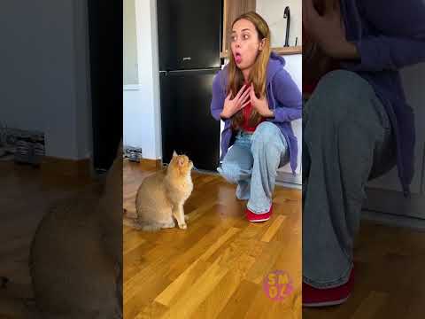 When Cats Master the Art of Ignoring You 😼🤣 thumbnail