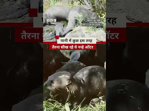 UK के Chester Zoo में छोटे Otters कुछ इस तरह तैराकी सीखते दिखे (BBC Hindi) thumbnail