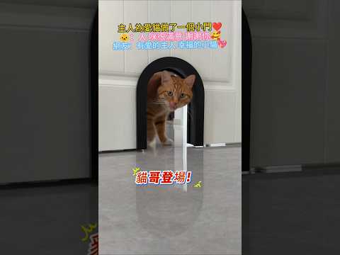 主人為愛貓做了一個小門🚪 🐱：人 謝謝你🥰咪很喜歡😍 網友：有愛的主人 幸福的小貓❤️ #cat #cute #funny #shorts #cutecat thumbnail