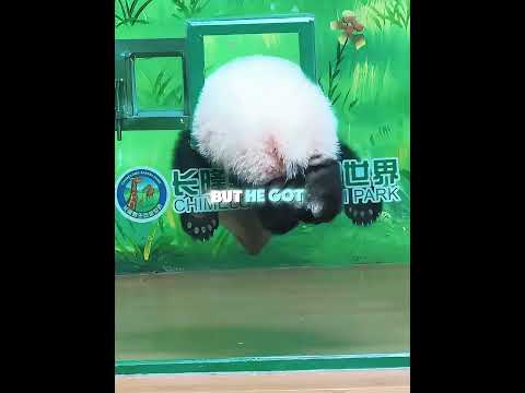 The fluffiest escape plan you've ever seen thumbnail