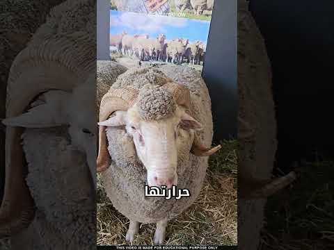 ما سر هذا الصوف thumbnail