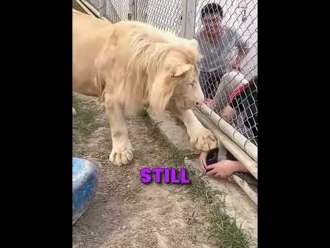 White Lion Realized The Human Was In Danger Before He Did ?? thumbnail