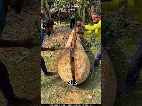 ما سر شجرة النخيل thumbnail