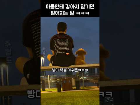 아들한테 강아지 산책 맡기면 벌어지는 일 ㅋㅋ#강아지 #댕댕이 thumbnail