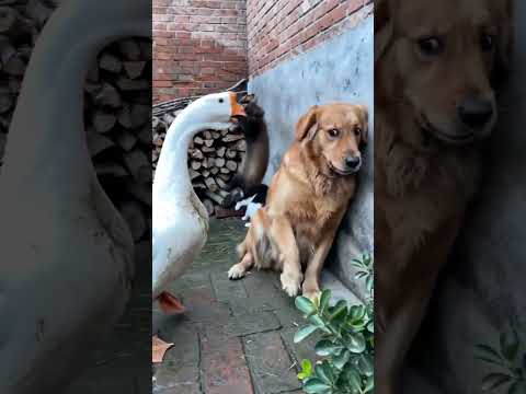 金毛：鵝哥，你這樣搞的我沒面子啊。 #搞笑鵝狗大戰 #金毛 #動物搞笑視頻 #萌寵出道計劃 #動物的迷惑行為 thumbnail