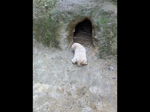 This puppy can play for a day, pastoral dog, puppy, Chinese pastoral dog thumbnail