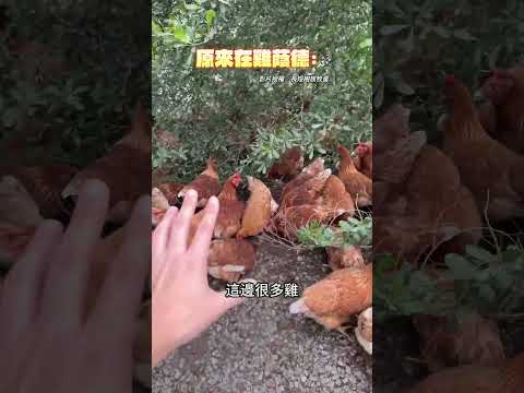 放牧雞天氣熱喜歡躲哪裡？ 網：牠們在雞蔭德 @Truemii  #放牧雞 #天氣熱 #樹蔭 #雞蔭德 thumbnail